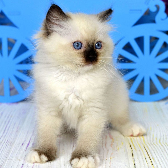 ragdoll katze