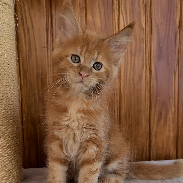 maine coon katze kaufen