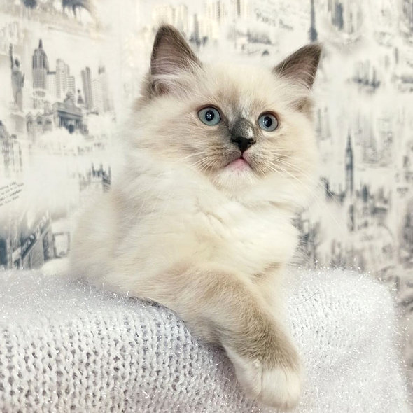 ragdoll katze kaufen