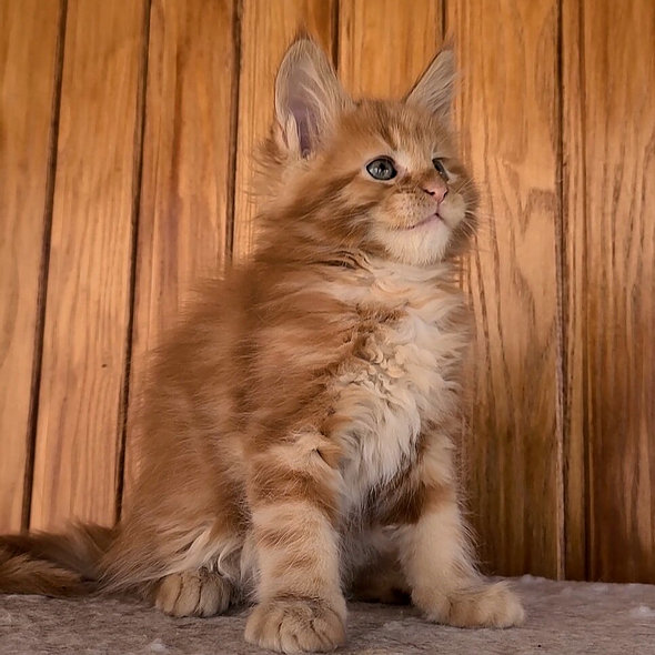 maine coon katze kaufen