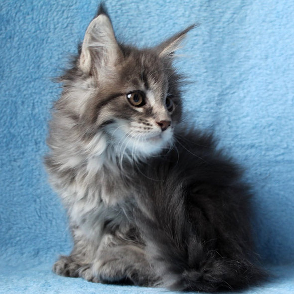 maine coon kitten