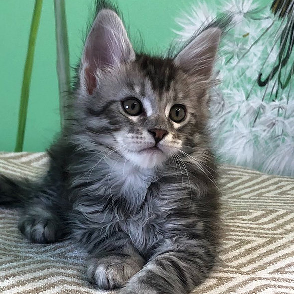 maine coon kaufen