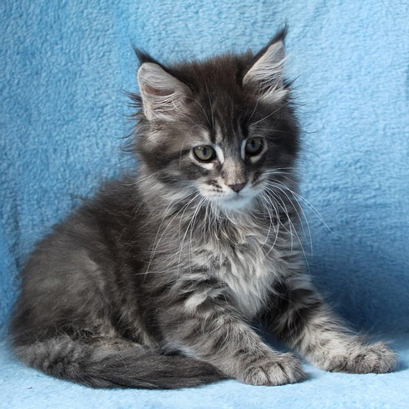 maine coon katze