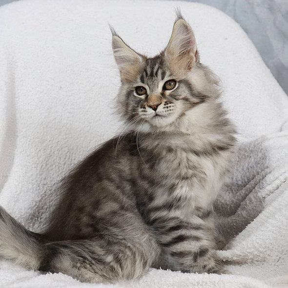 maine coon katze